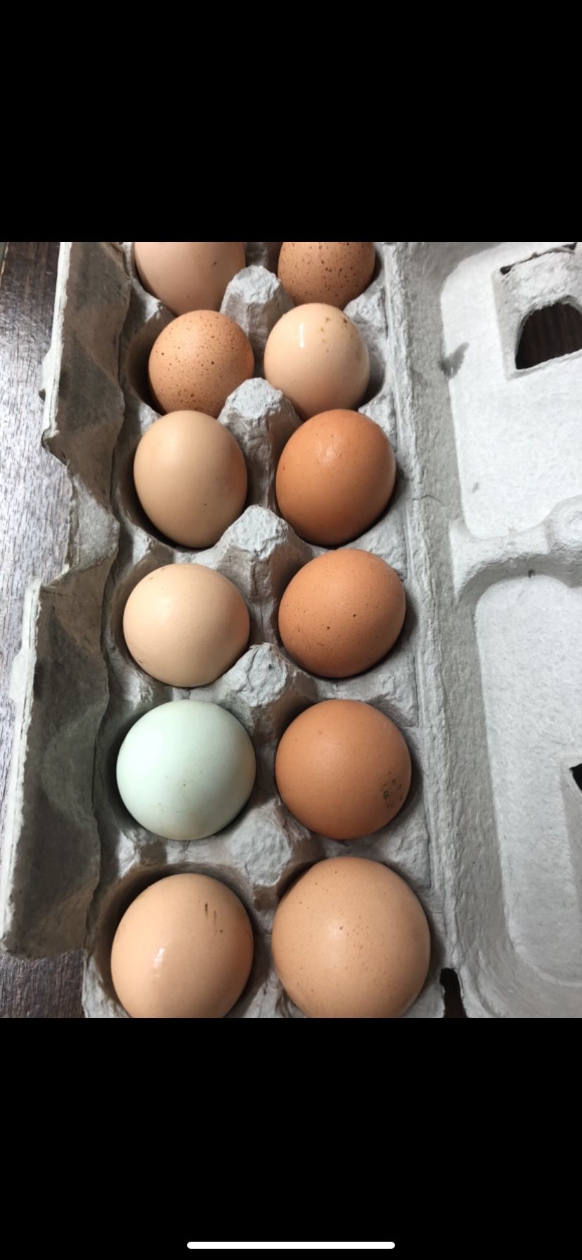 Organic Free Range Eggs Available!