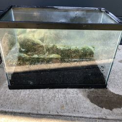 20 Gallon Fish Tank With Black Rocks