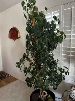 Real Schefflera Umbrella Tree