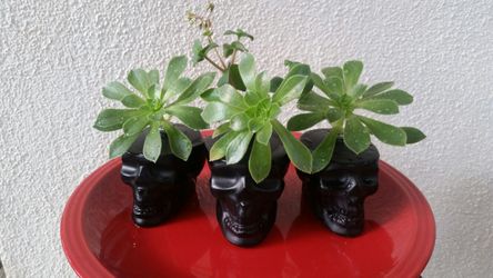 skull collection succulents