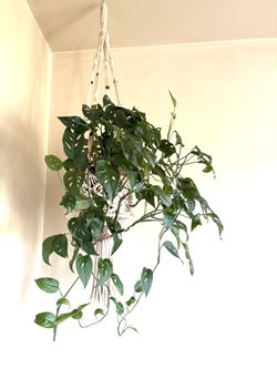 Cheese Monstera 