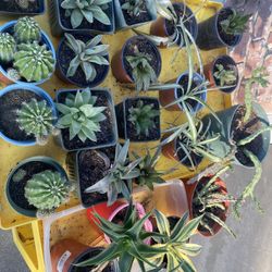 Plants For Sale