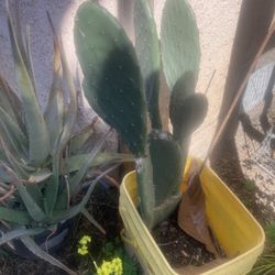 Nopal Or Cactus