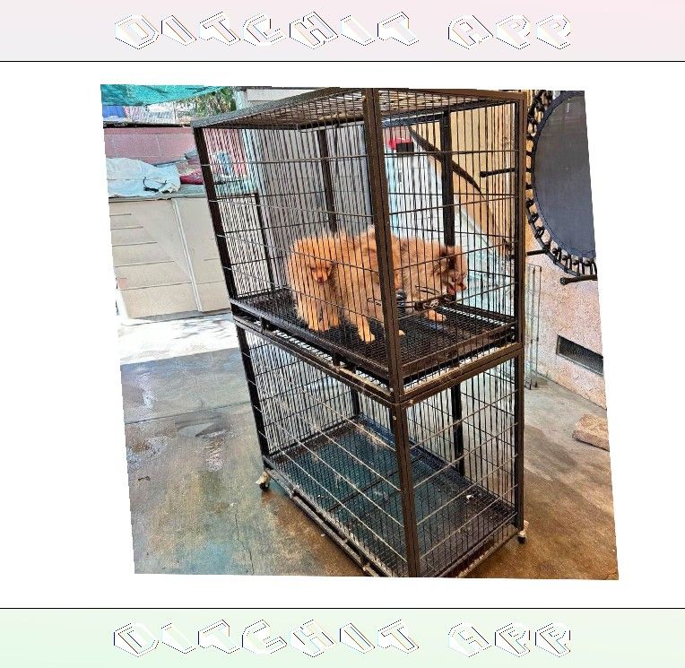 Pet Cages in Multiple Sizes to Fit Any Pet writer phone