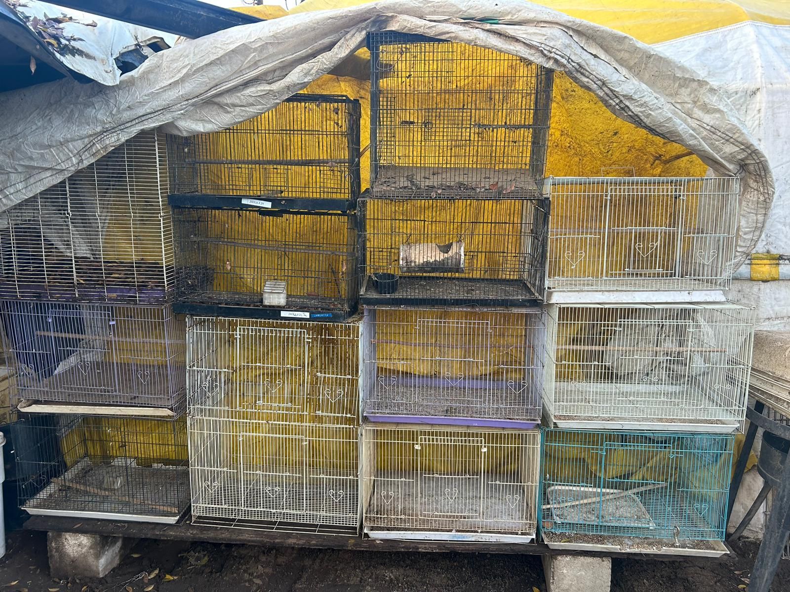 Bird Cages For Sale