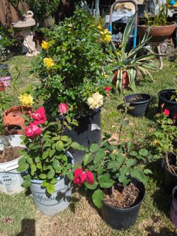 Butiful 🌹 rose's