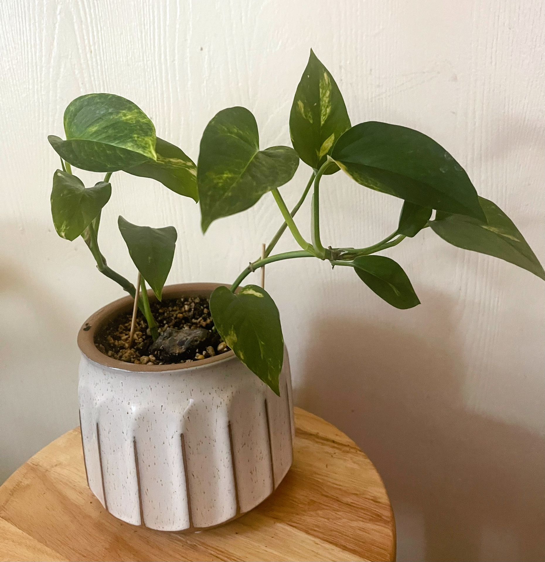 Pothos Live Indoor Plant- Real Indoor