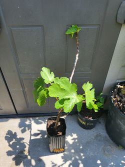 Grafted Pastelliere Fig