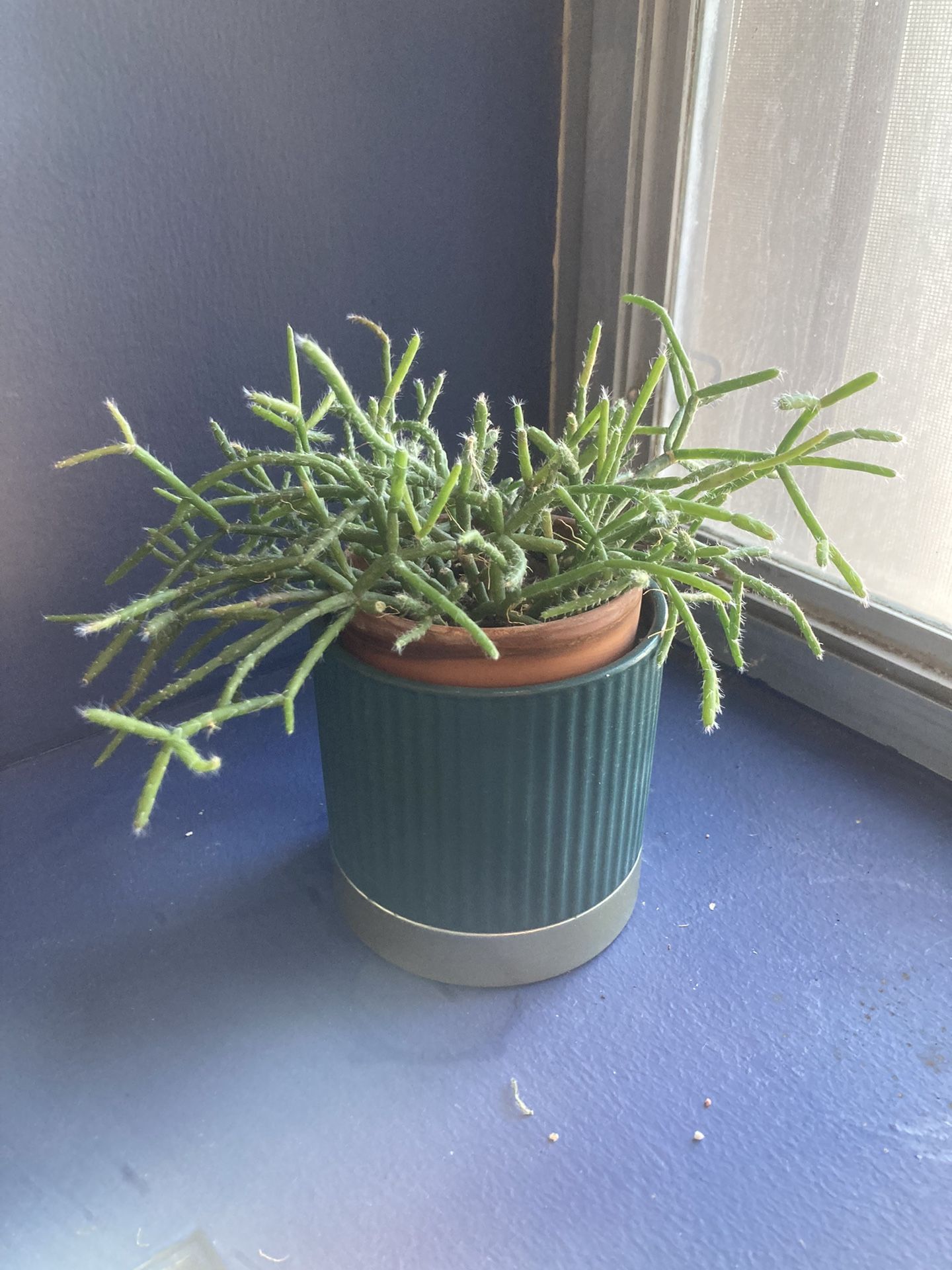 Small Rhipsalis Plant In Green Pot