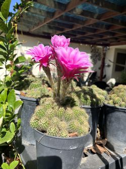 Cactus Plant