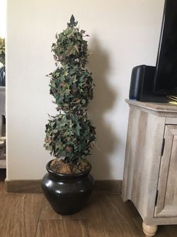 Plant Tall 49
