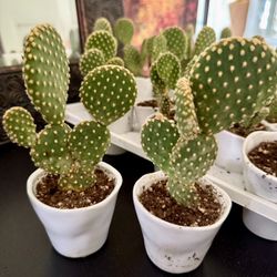 🌵CUTE Little Bunny Ear Cactus🙏PLS READ DESCRIPTION $5 EACH