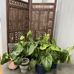 Fancy Tropical Plant Bundle 