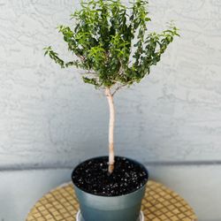 Miniature Myrtle Topiary Tree 🌳 
