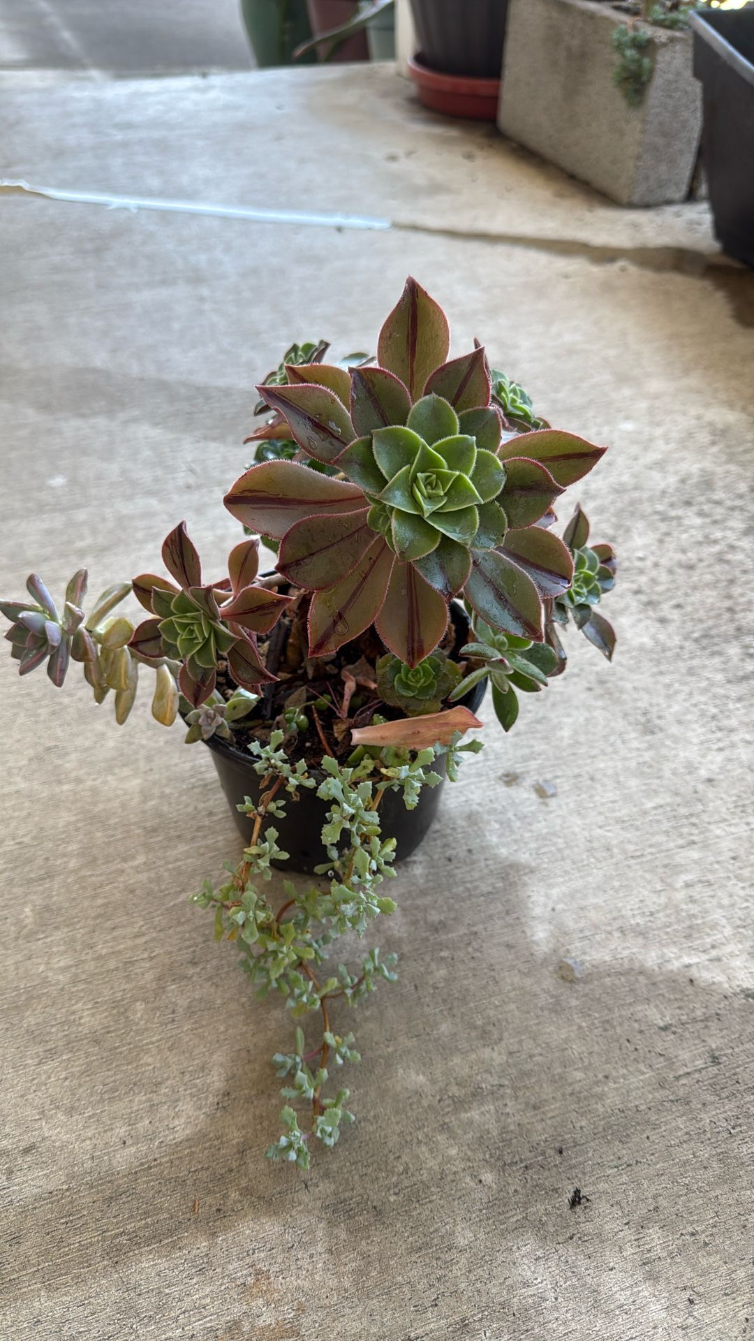 Succulent 