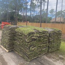 Cut To Order St. Augustine Sod 