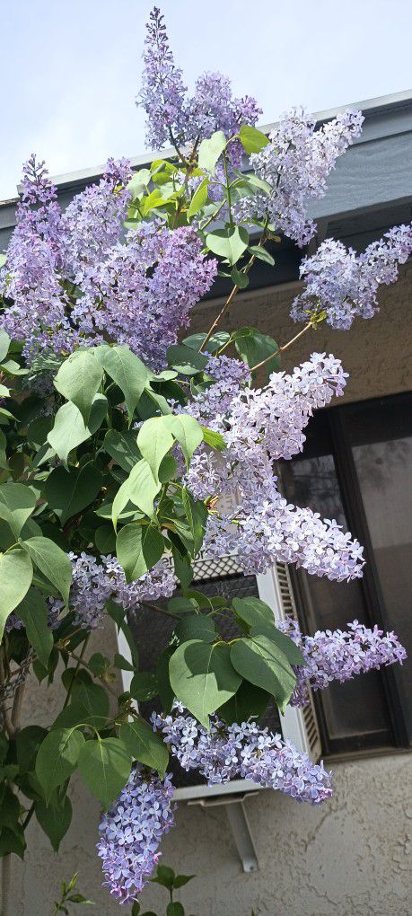 Lilac Plant.