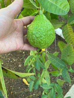 Fresh Green Guava Fruit