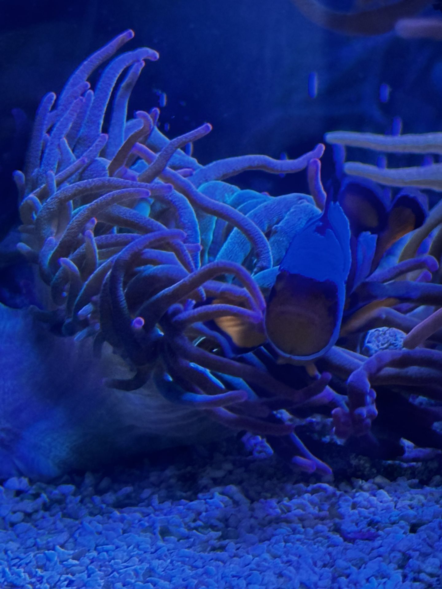 Rose Tip Anemones