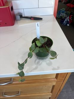 Parallel Peperomia