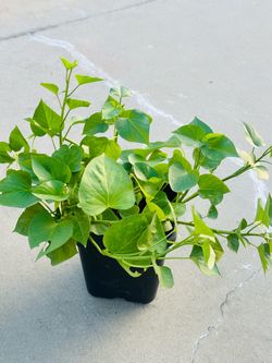 Sweet Potato Leaves plants 🪴