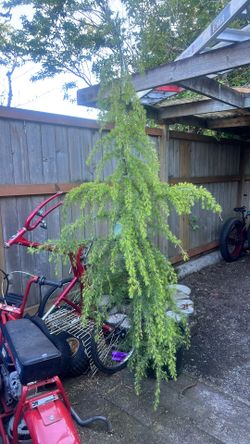 Wide variety, the two deodar Cedar I want $25 a piece the four smaller palms I want 20 bucks apiece the. To the two blue Colorado spruce I want 30 bu