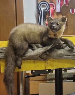 Pine Marten Full-Body Taxidermy Driftwood Mount