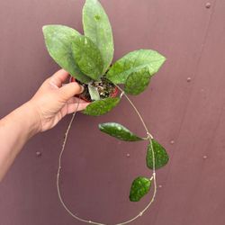 4” hoya finlaysonii chicken farm