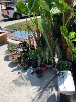 Tropical plants //plantas tropicales