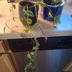 Potted plant and cuttings