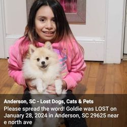 Lost Doggy. 