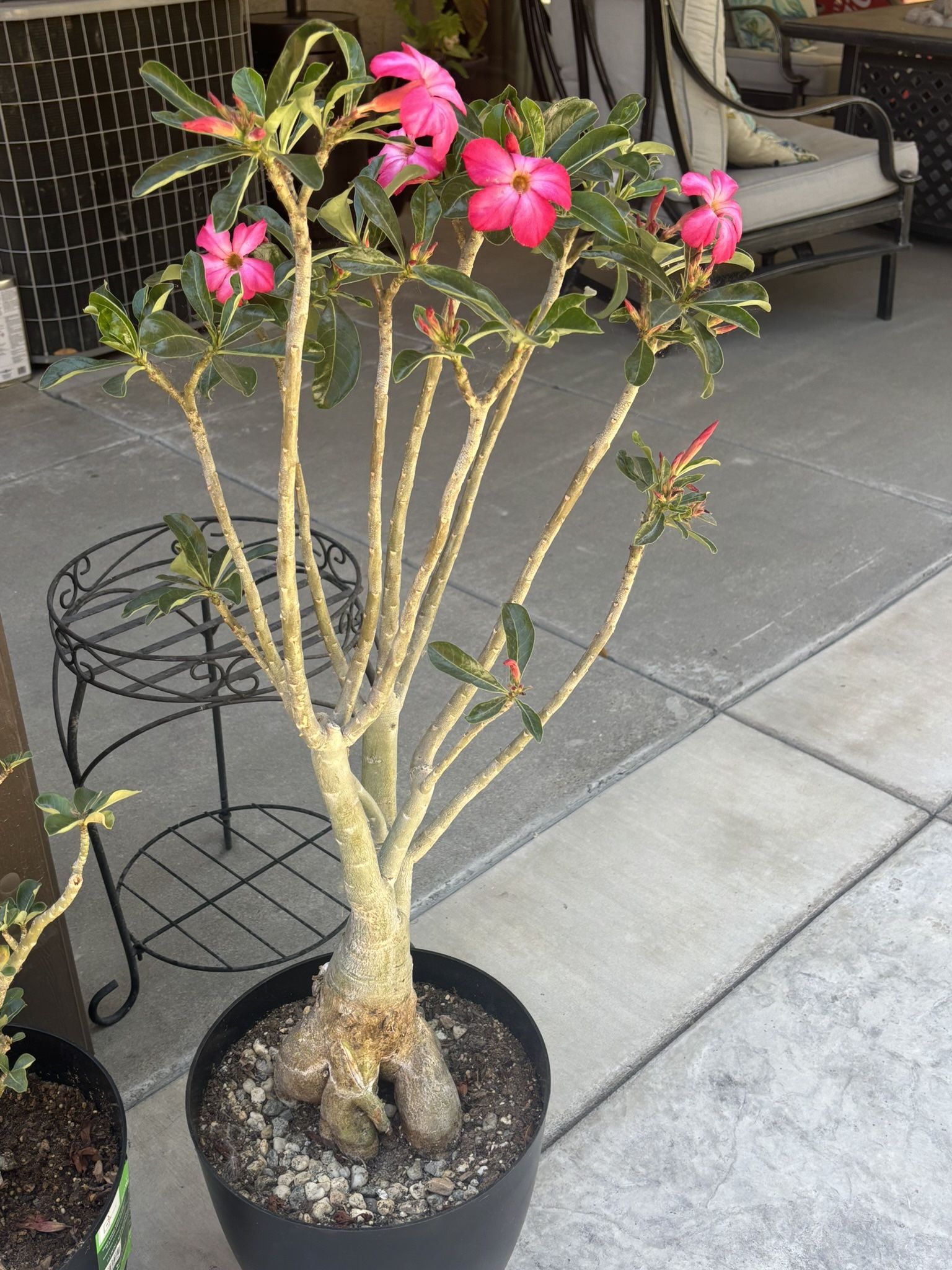 Beautiful Exotic Adenium Dessert Rose Plants