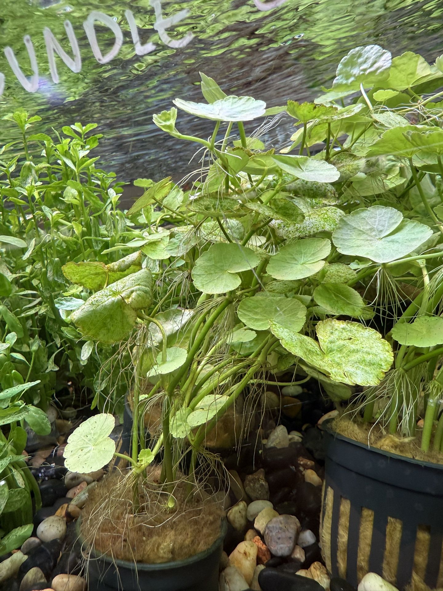 Variegated Brazilian Pennywort (Hydrocotyle leucocephala) - Easy Aquarium Plant - Aquatic Plant Aquascape Aquascaping Fish Tank