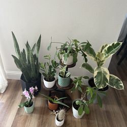 Plant Stand And Plants 