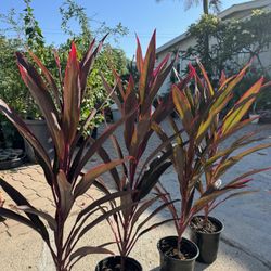 Cordyline Hot Pepper 18$ Each
