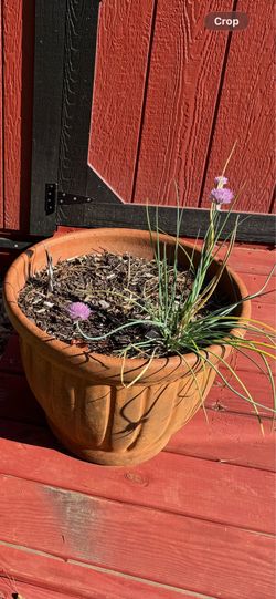 Clay flower pot