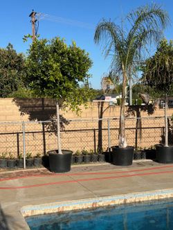 Ficus Nitida 20GL(9FT)