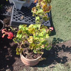 Geranium   Plant