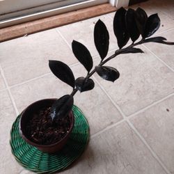 Rooted Raven ZZ Plant