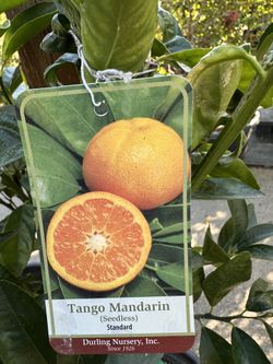 Tango Mandarin Tree 15gal 