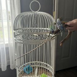 Antique Bird Cage/birds 