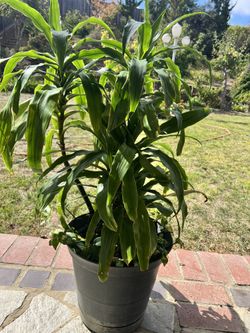 Beautiful 😍 Green, Fresh,young Plant In A Nice Pot. It’s Available.