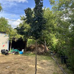 Bur Oaks  20 Gallon