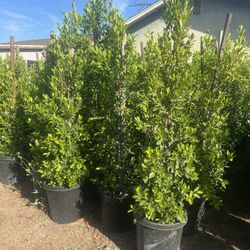 15 Gallon Ficus Nitida Privacy