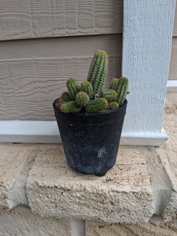 Peanut Cactus cluster live plant