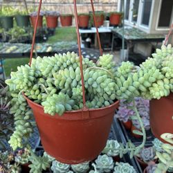 Hanging Succulent Baskets- 6 Inch 