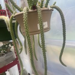 Stapelia Plants Red Flowers Two Cut Rooted 