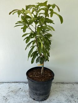 Grafted Super Alphonso Mango Tree
