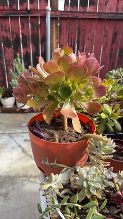 Planta suculenta