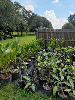 Coconut palms and frangipani